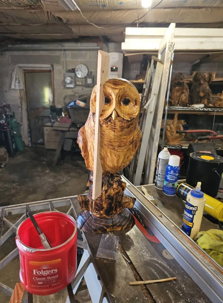 Barn Owl In The Shop
