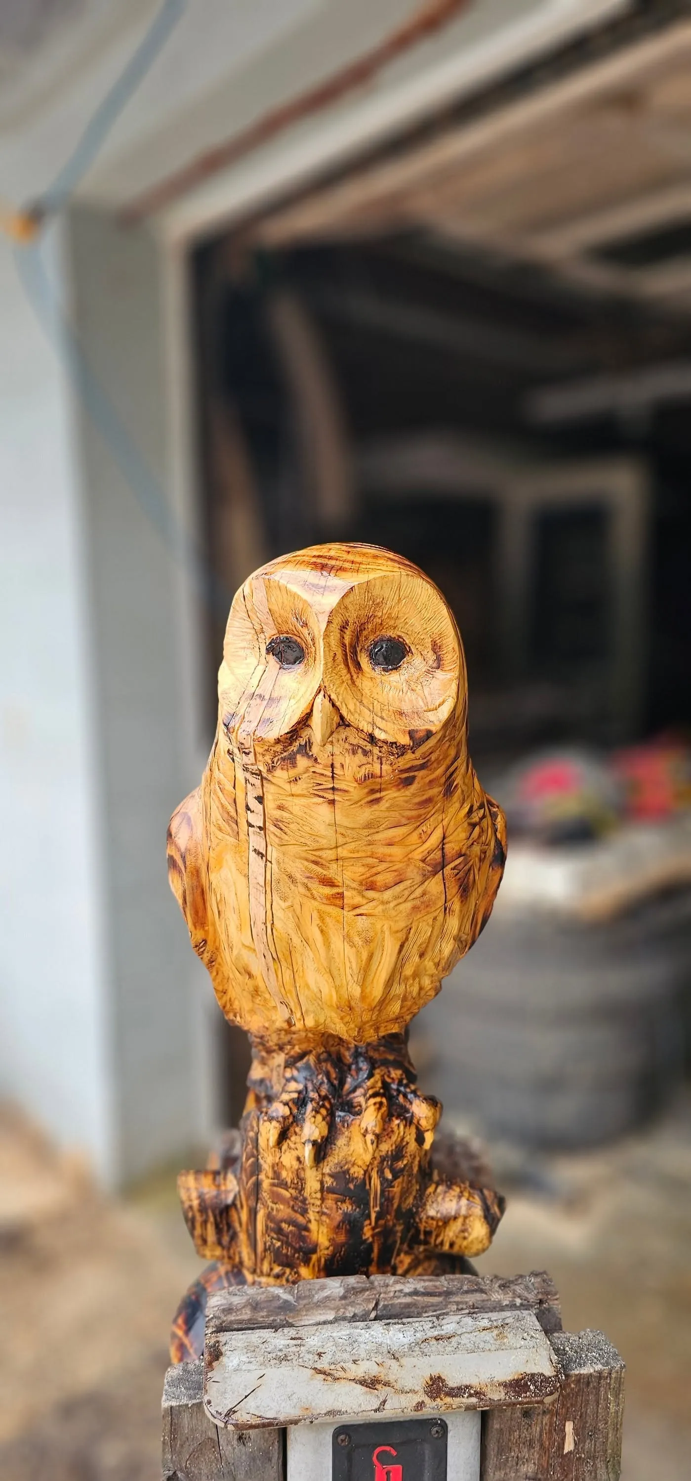 Barn Owl Torched Finish